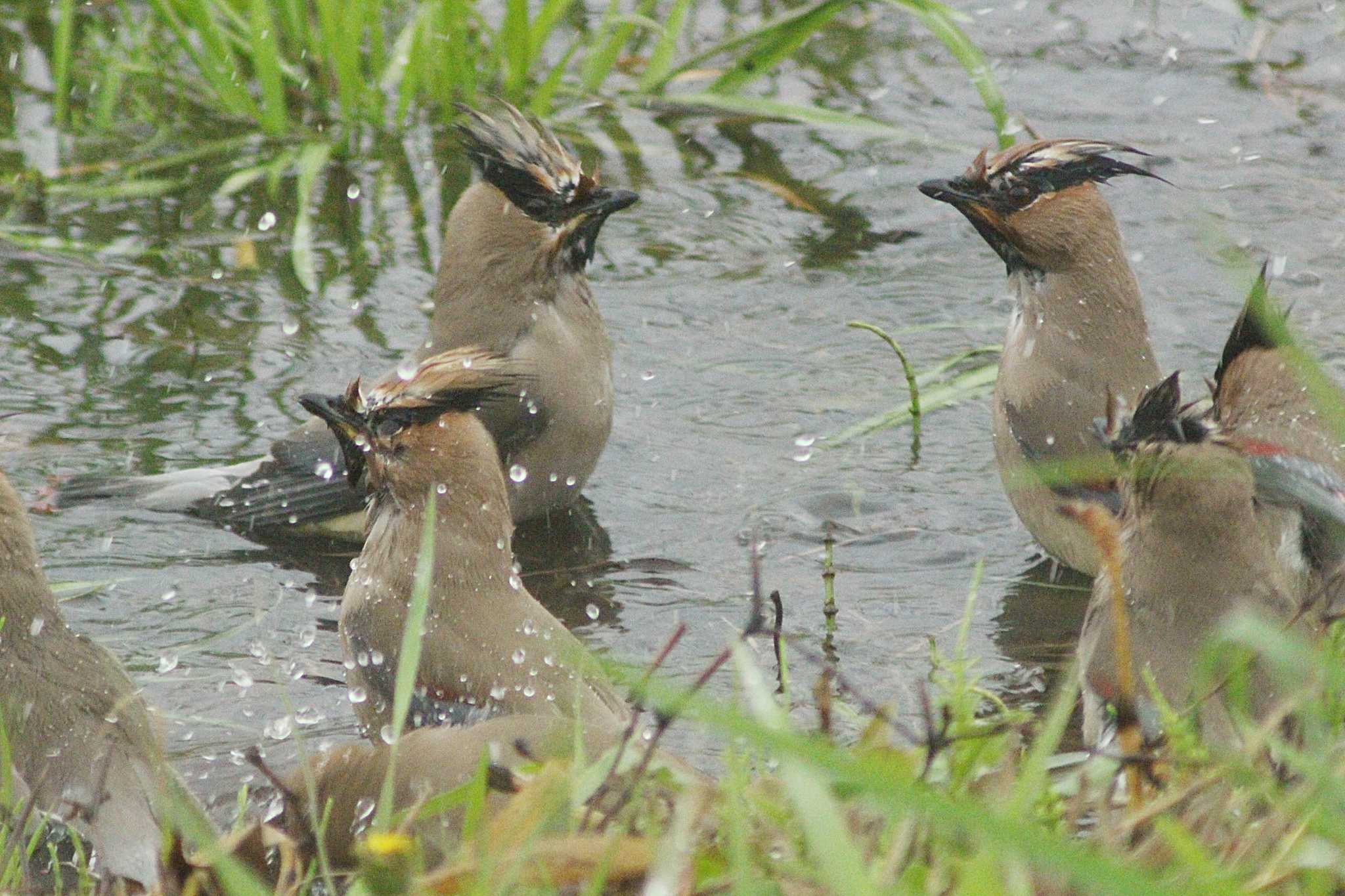 Photo of Japanese Waxwing at 知多市 34°59'43.4"N 136°53'16.0"E by 佐藤 好生