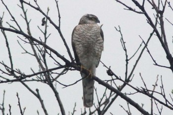 Eurasian Sparrowhawk 知多 34°59'45.3"N 136°53'08.6"E Sun, 3/26/2023