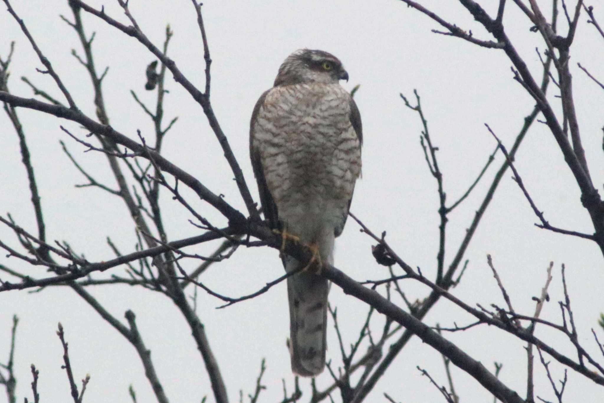 Photo of Eurasian Sparrowhawk at 知多 34°59'45.3"N 136°53'08.6"E by 佐藤 好生