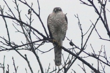 2023年3月26日(日) 知多 34°59'45.3"N 136°53'08.6"Eの野鳥観察記録