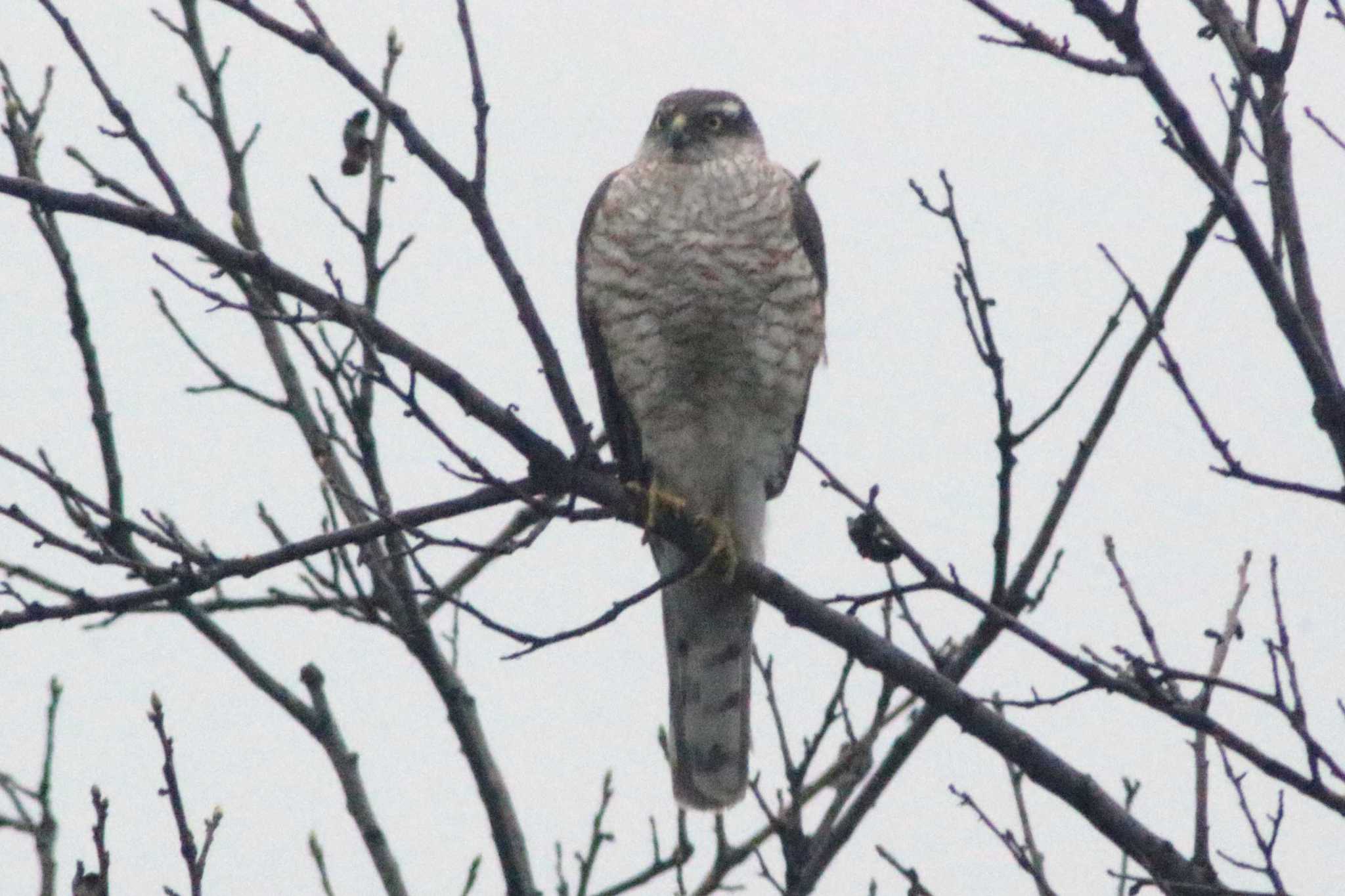 Eurasian Sparrowhawk