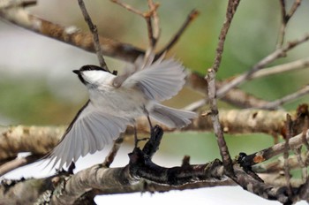 Willow Tit 青森県 Wed, 3/22/2023