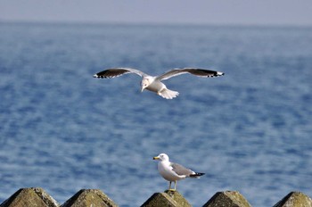 Common Gull 青森県 Fri, 3/24/2023