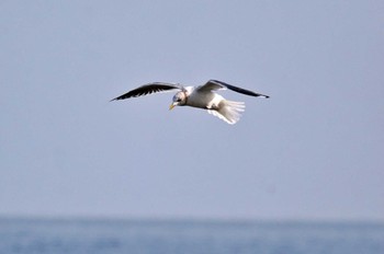 Common Gull 青森県 Fri, 3/24/2023