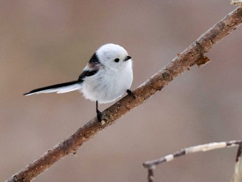 2023年3月26日(日) 宮城沢林道(札幌市西区)の野鳥観察記録