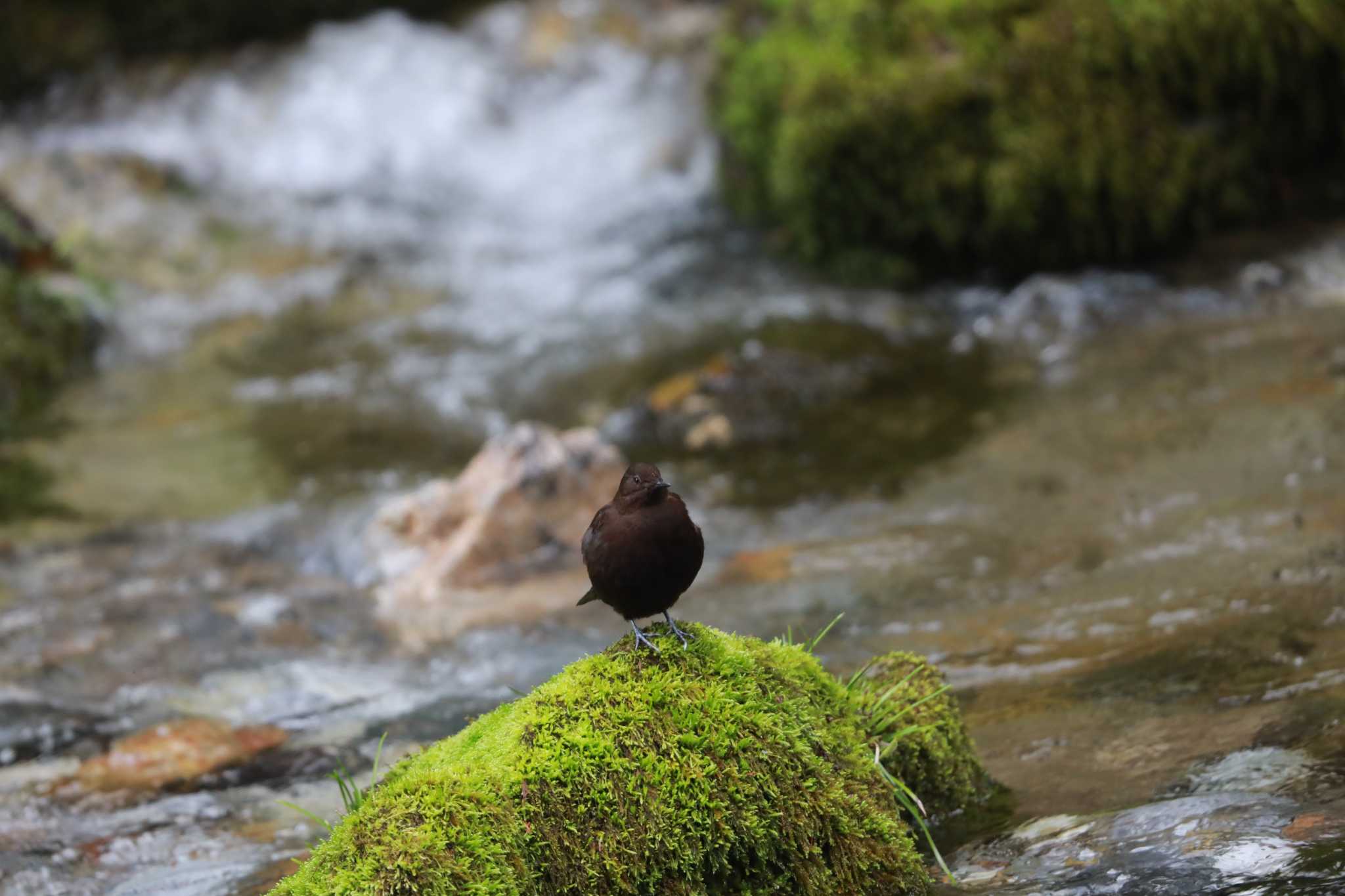 岐阜県 カワガラスの写真 by My