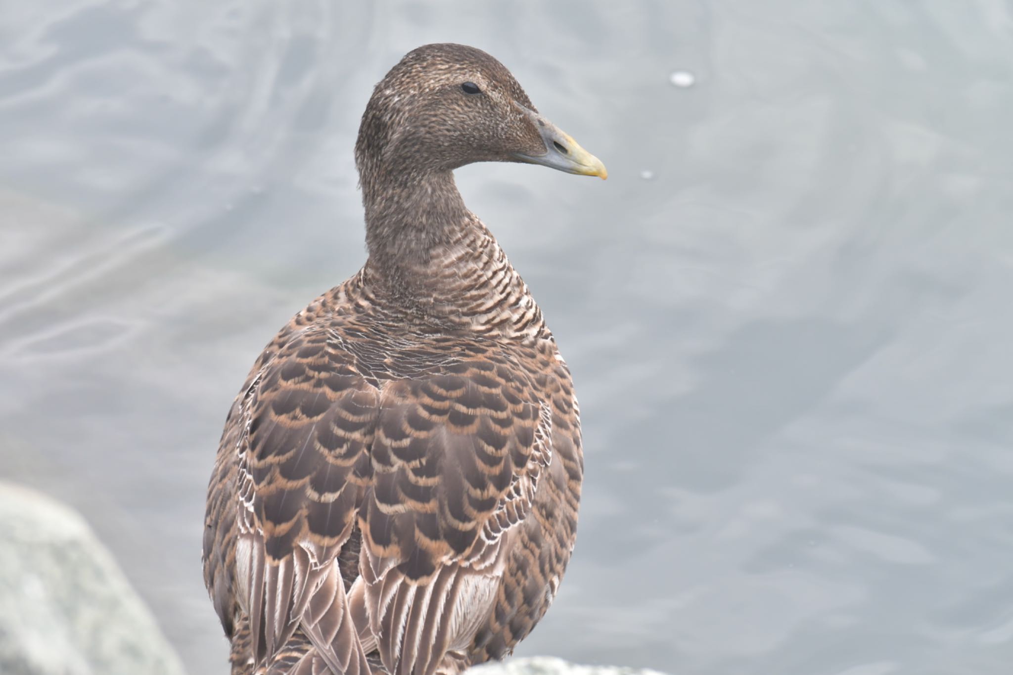 Photo of Common Eider at Jökulsárlón by ひじき