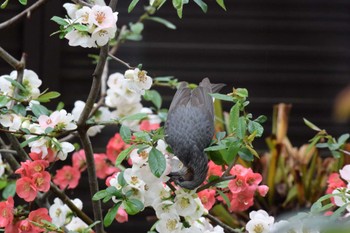 Brown-eared Bulbul 三重県四日市市 Sun, 3/26/2023