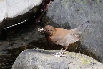 Brown Dipper 日向渓谷 Sun, 3/19/2023