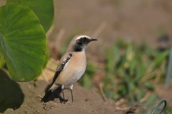 2022年11月19日(土) 神奈川県の野鳥観察記録