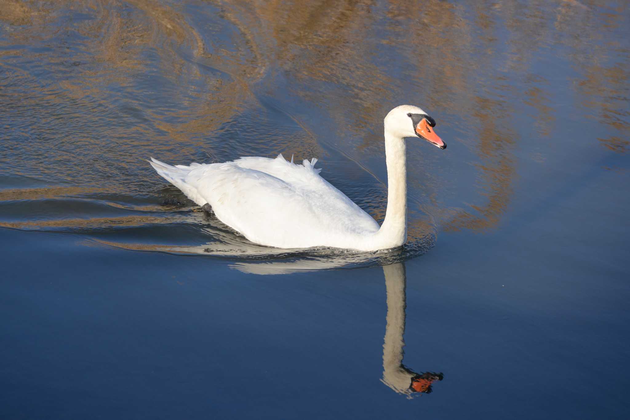 Photo of Mute Swan at 多々良沼 by Yokai