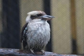 Sat, 3/25/2023 Birding report at キャンベルタウン野鳥の森