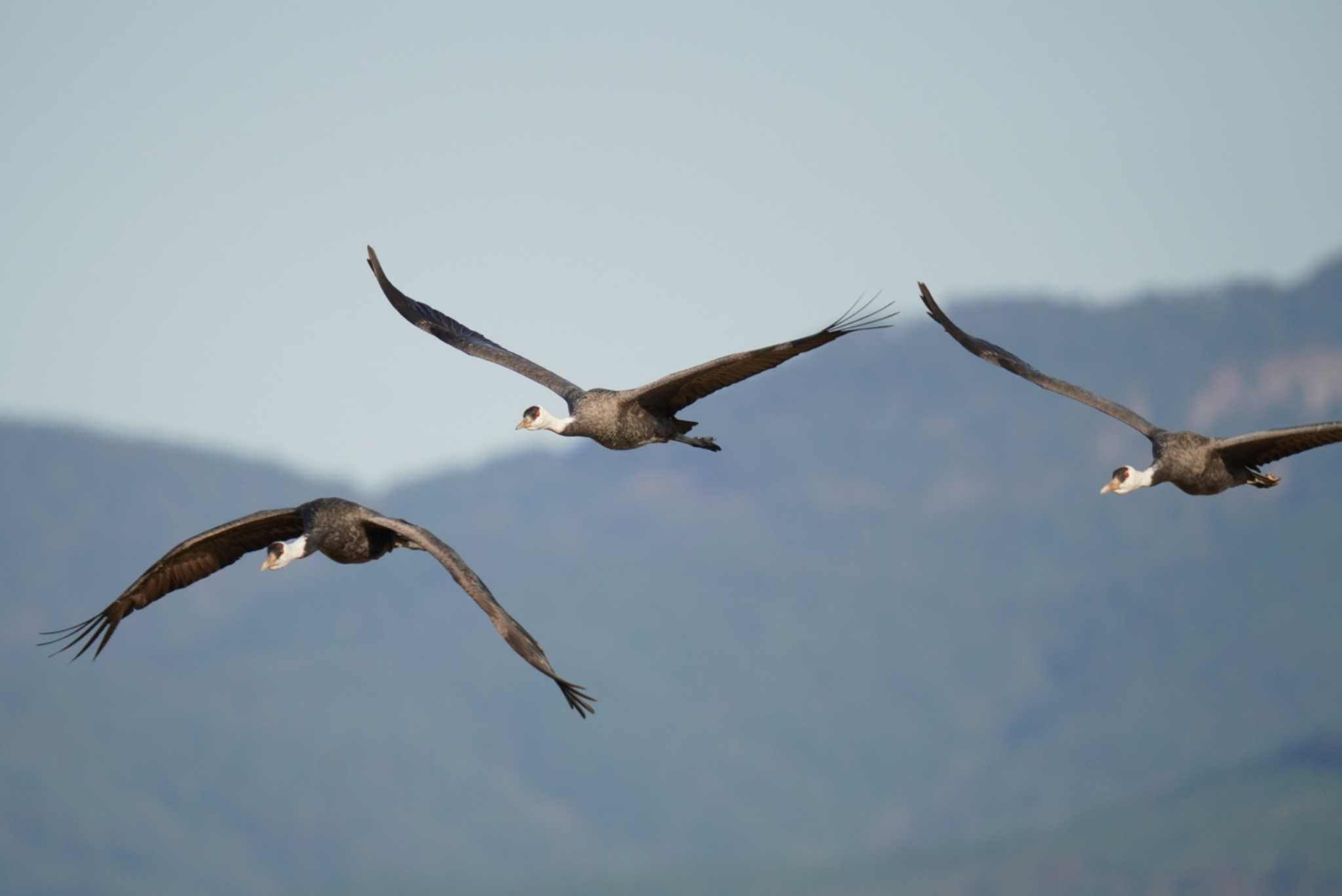 Hooded Crane