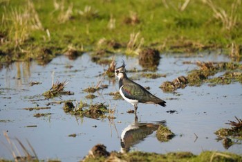 Northern Lapwing Izumi Crane Observation Center Mon, 12/26/2022