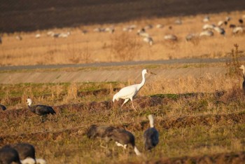 Siberian Crane Izumi Crane Observation Center Mon, 12/26/2022