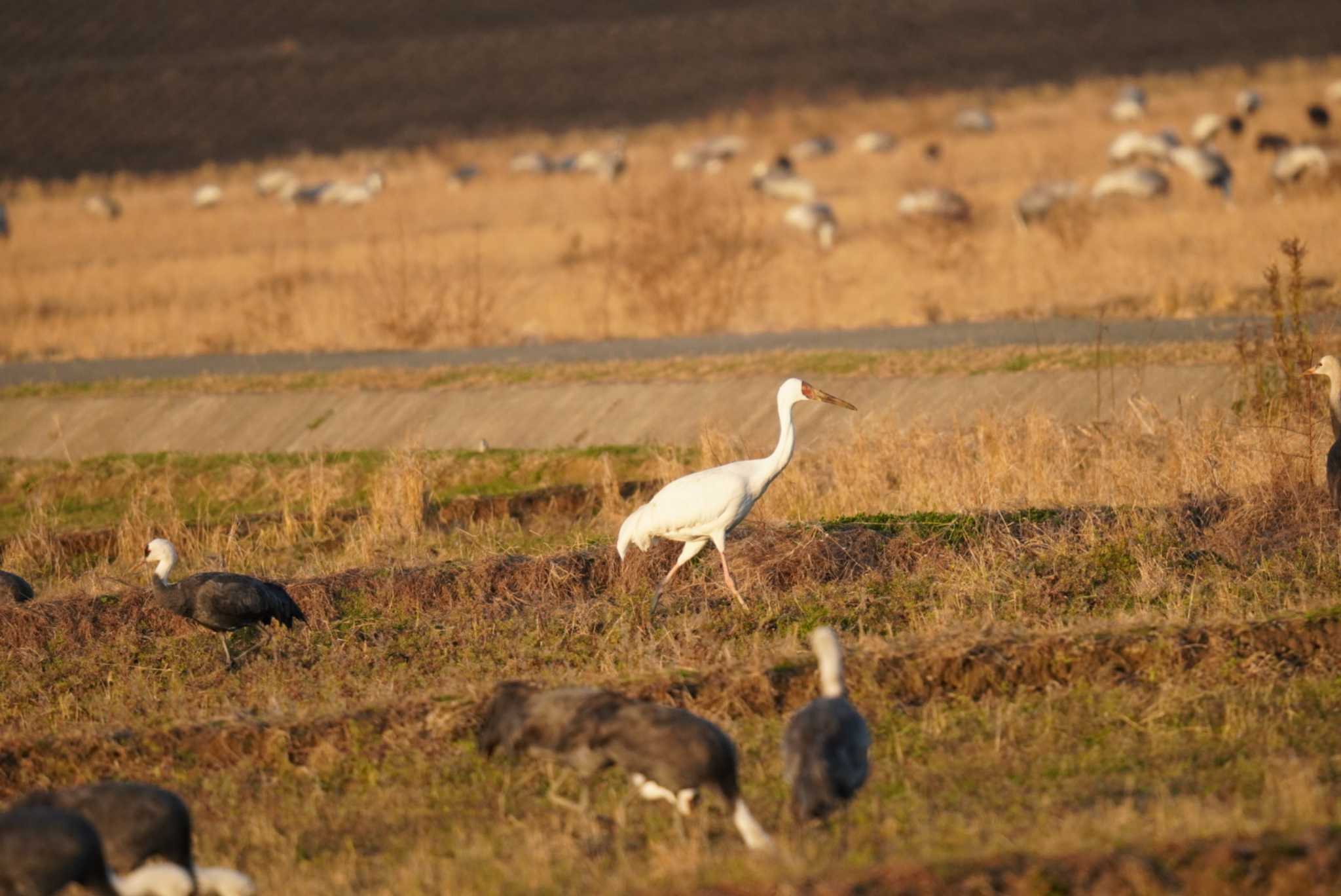 Siberian Crane