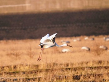 Siberian Crane Izumi Crane Observation Center Mon, 12/26/2022