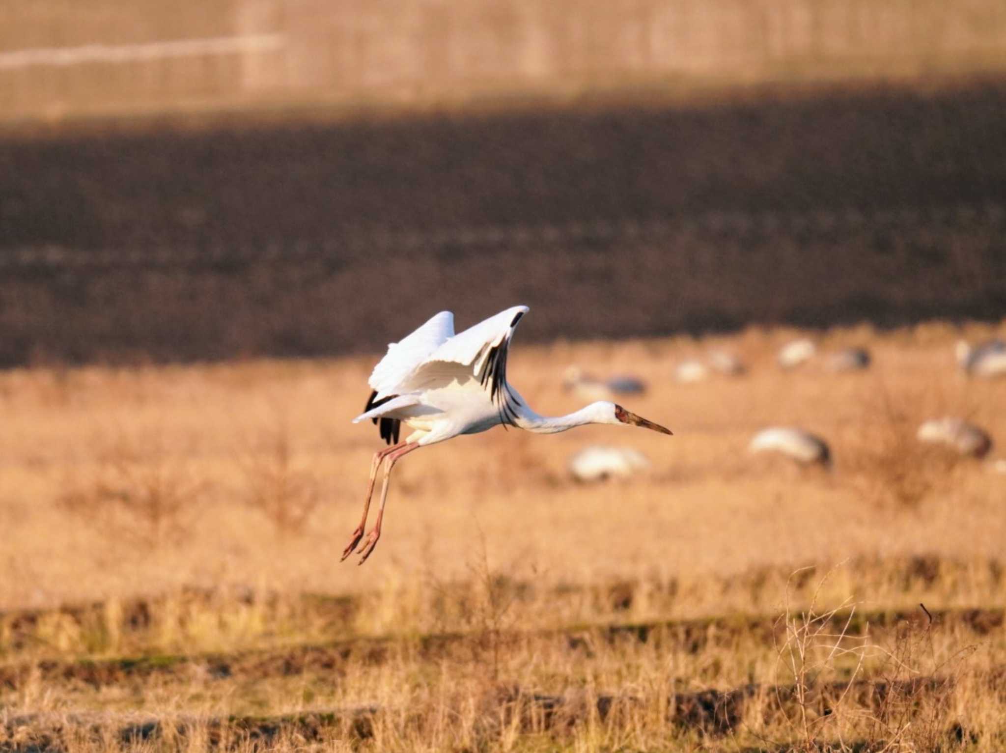 Siberian Crane