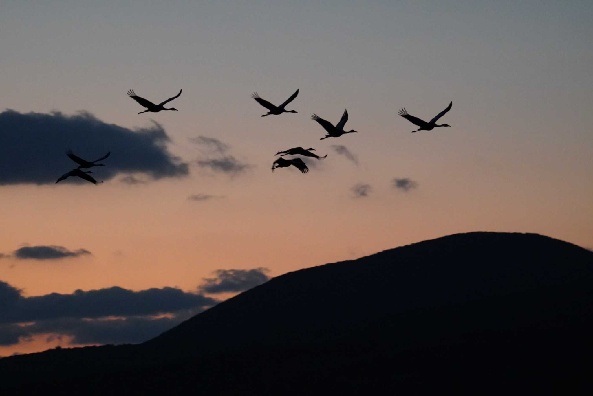 Photo of White-naped Crane at Izumi Crane Observation Center by Kたろー