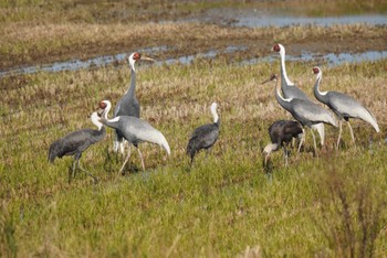 White-naped Crane Izumi Crane Observation Center Mon, 12/26/2022