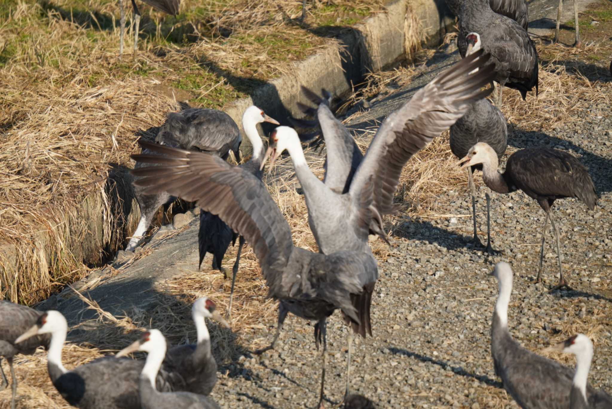 Photo of Hooded Crane at Izumi Crane Observation Center by Kたろー