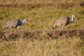 Sandhill Crane Izumi Crane Observation Center Mon, 12/26/2022