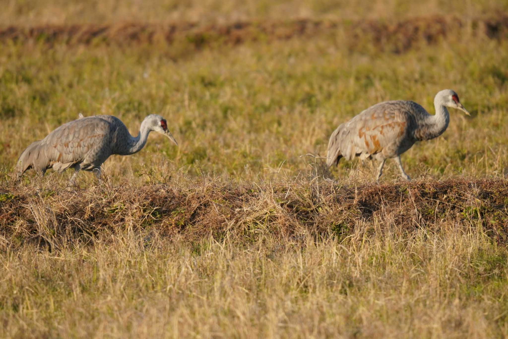 Sandhill Crane