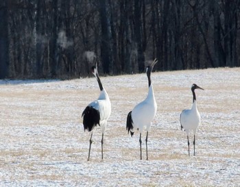 Sun, 12/26/2021 Birding report at 釧路市丹頂自然公園