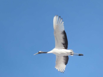 タンチョウ 釧路市丹頂自然公園 2021年12月26日(日)