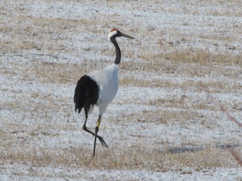 Red-crowned Crane 釧路市丹頂自然公園 Sun, 12/26/2021