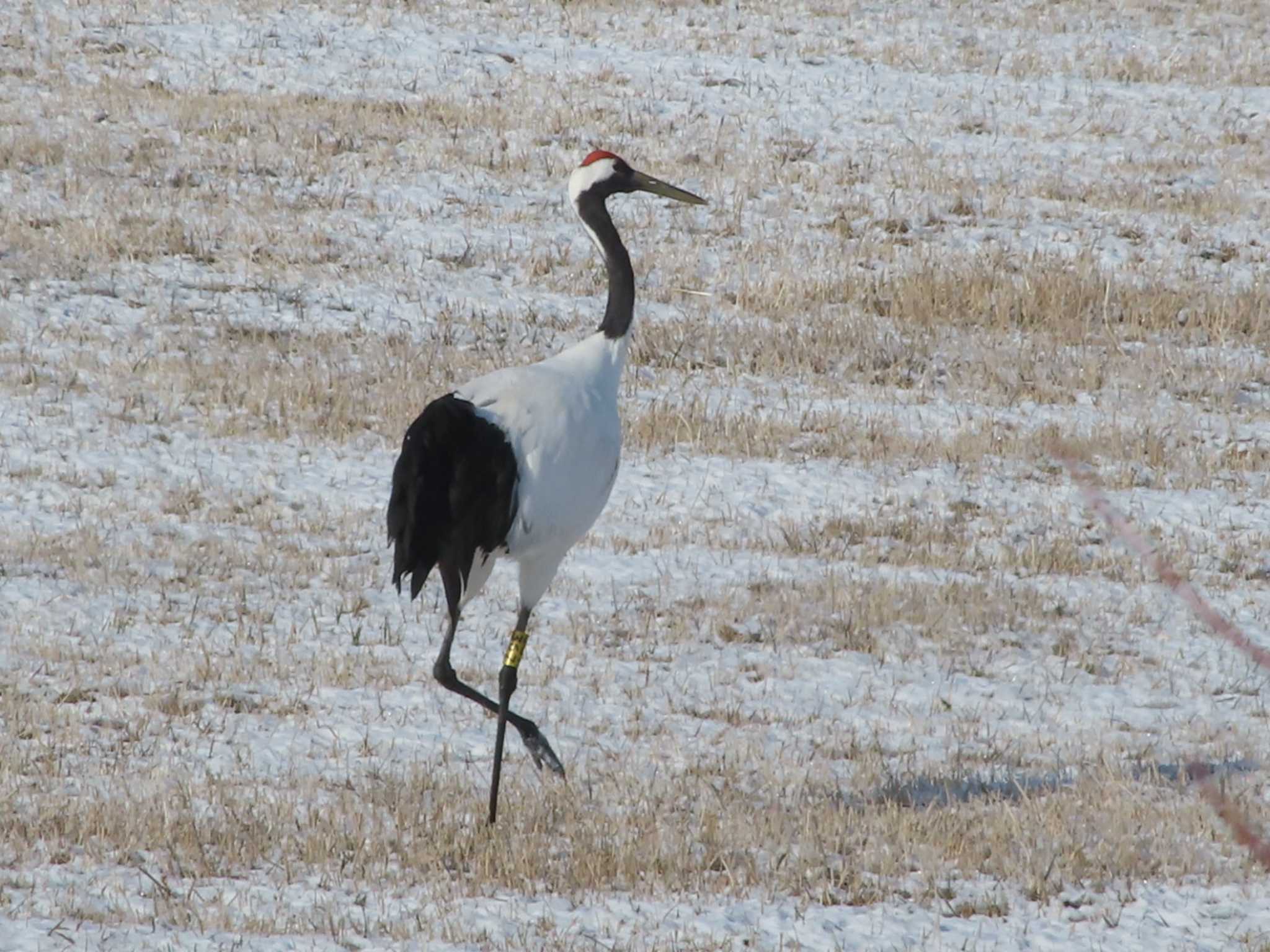 Red-crowned Crane