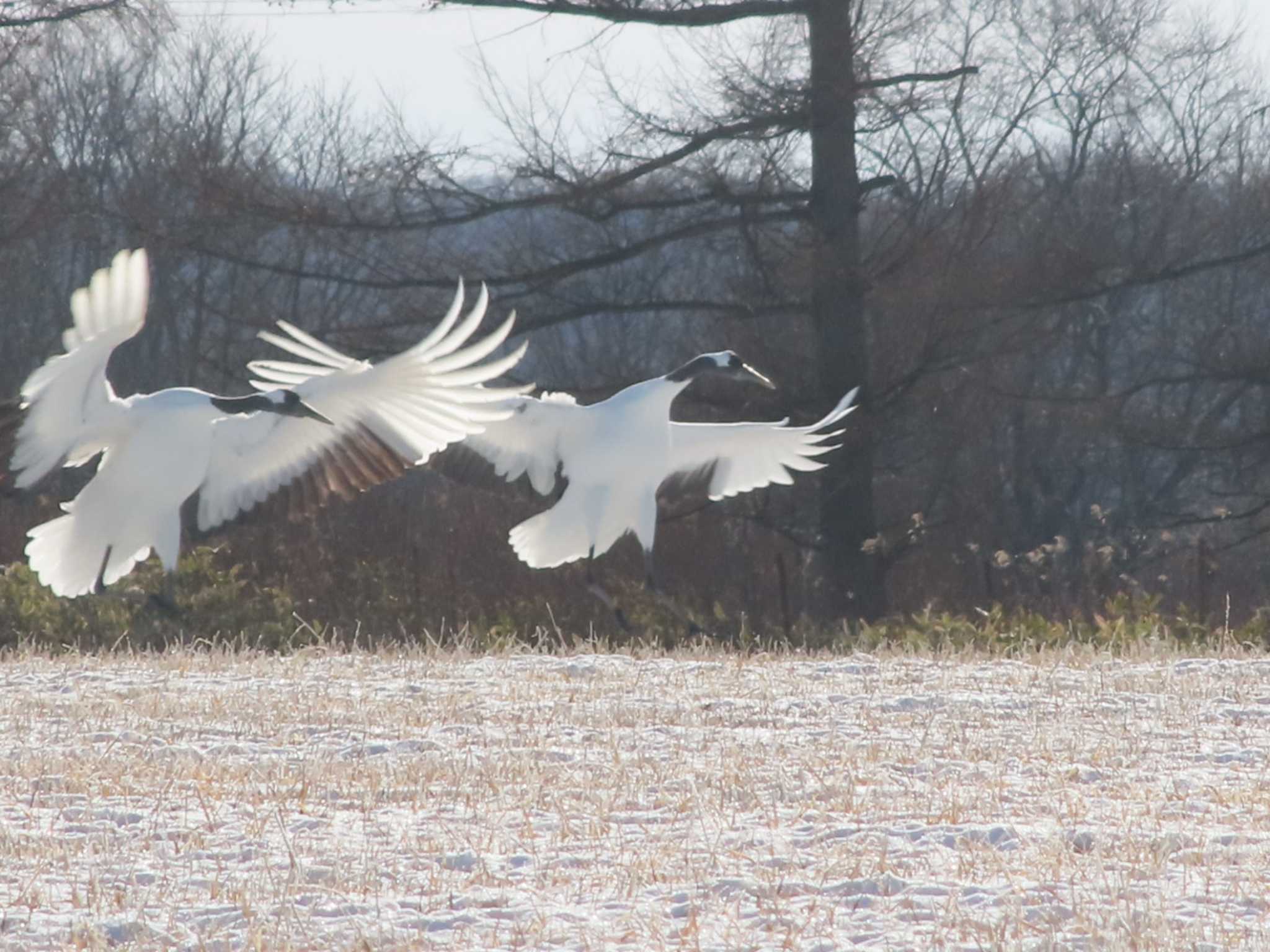 Red-crowned Crane