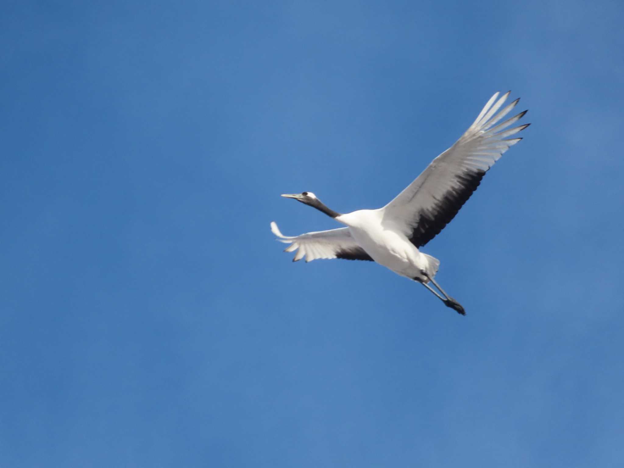 Red-crowned Crane