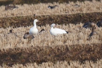 Snow Goose Izunuma Fri, 12/16/2022