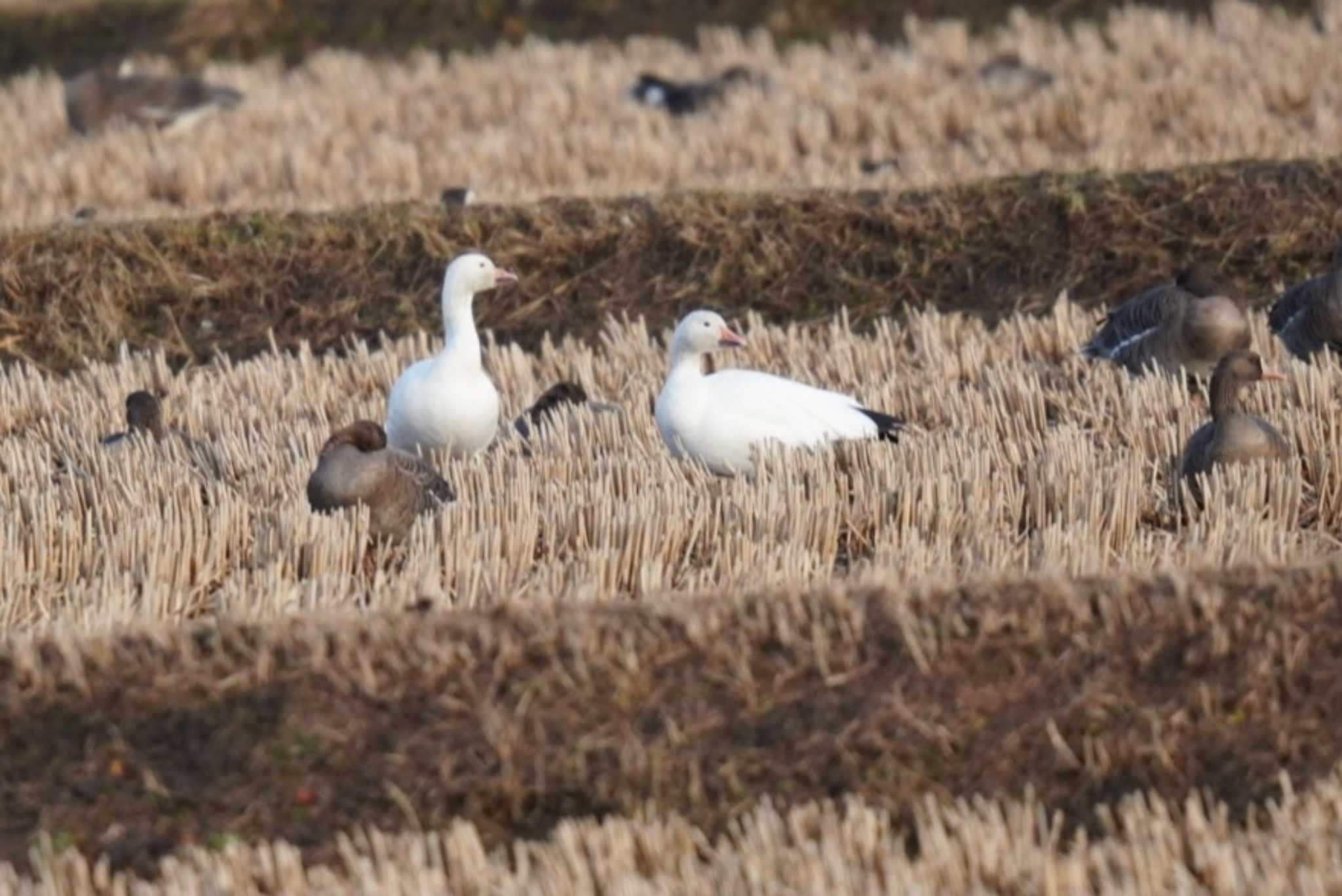 Snow Goose