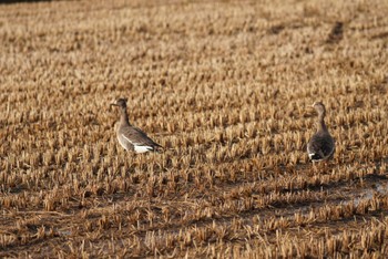 Tundra Bean Goose Izunuma Fri, 12/16/2022