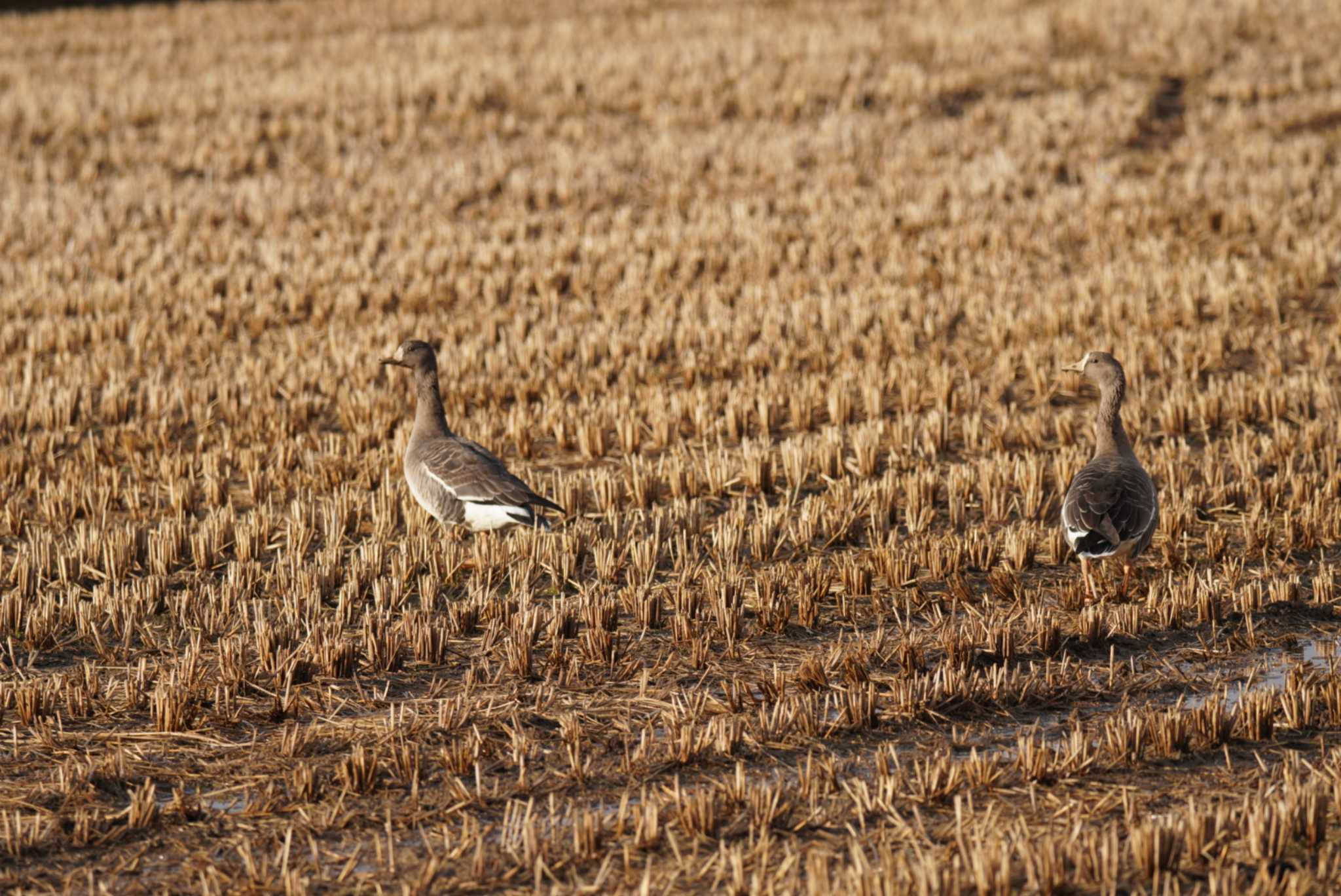 Photo of Tundra Bean Goose at Izunuma by Kたろー