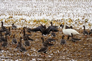 Greater White-fronted Goose Izunuma Fri, 12/16/2022