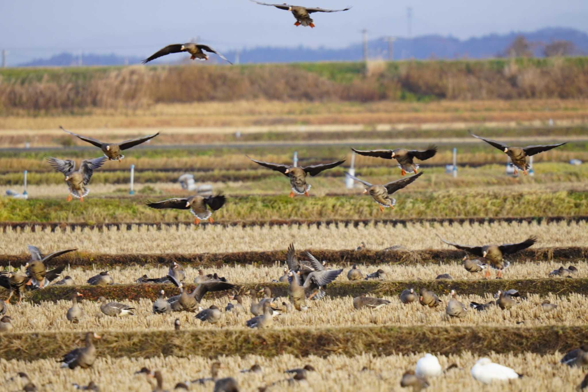 Greater White-fronted Goose