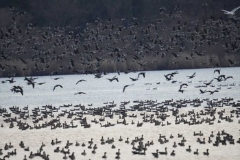 2022年12月16日(金) 伊豆沼の野鳥観察記録