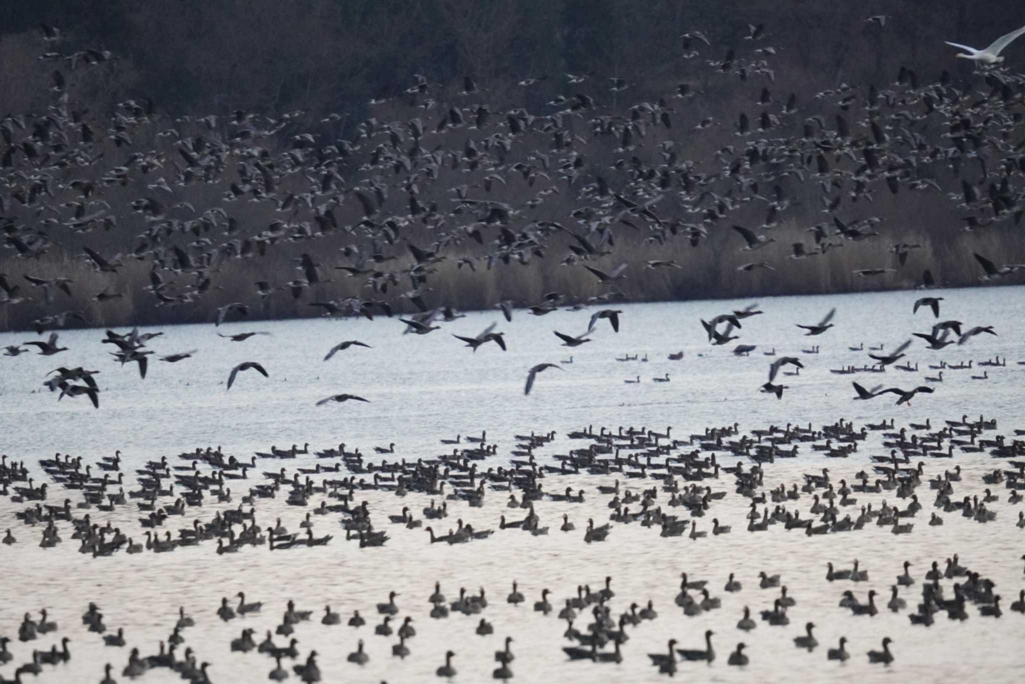 Photo of Greater White-fronted Goose at Izunuma by Kたろー