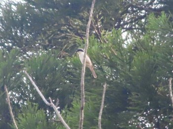 Tiger Shrike Unknown Spots Sun, 6/26/2022