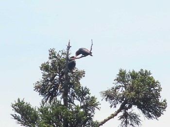 Sun, 6/5/2022 Birding report at 松之山温泉