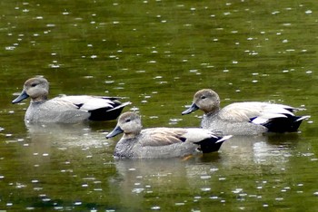 2023年3月26日(日) 光が丘公園の野鳥観察記録