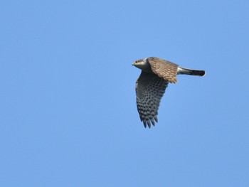 Eurasian Sparrowhawk 鳴門山 Tue, 3/7/2023