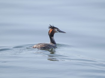 Great Crested Grebe Choshi Fishing Port Sat, 3/11/2023