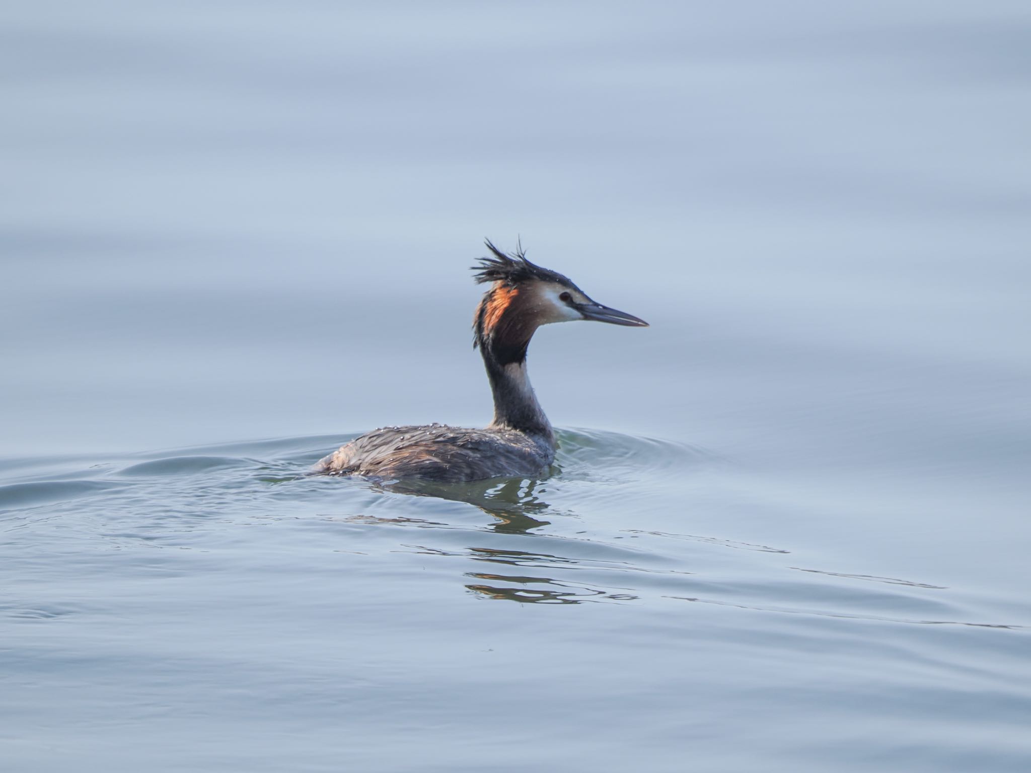 Great Crested Grebe