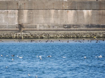 Greater Scaup Choshi Fishing Port Sat, 3/11/2023