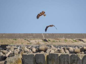 Black Kite Choshi Fishing Port Sat, 3/11/2023