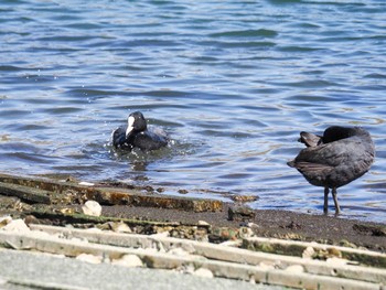 Eurasian Coot Choshi Fishing Port Sat, 3/11/2023